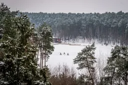 Po sanitarinių kirtimų – sveikesni likę medžiai