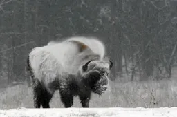 Stumbrus į Dzūkijoje statomą aptvarą planuojama įkelti iki Naujųjų metų