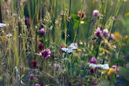 Siūloma išimtis – kam nereikėtų atkurti suartų daugiamečių pievų?