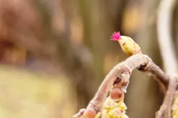 Pražydo ankstyvo ir šilto pavasario pranašas