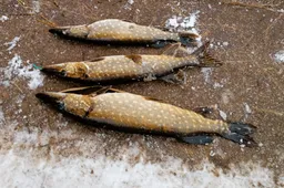 Ne pagal taisykles žvejojo ežeruose Alytaus ir Lazdijų rajonuose