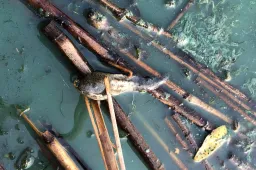 Gamtos sargai paaiškino, kodėl žydinčiame vandenyje krenta žuvys