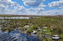 Žuvinte nustatytas paukščių gripas – gaišta kirai