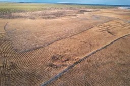 Šilumos gamybai rajone siūlo panaudoti pelkėse pjaunamą augmeniją, nendres ir viksvas