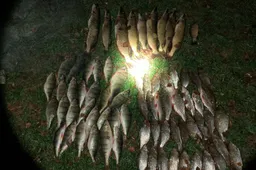 Paskelbė, kiek neleistinų žvejybos įrankių paimta iš „tinklininkų“ Dusioje ir Metelyje