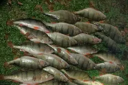 Per reidus nustatė neteisėtai žvejojusius ežere ir Nemune