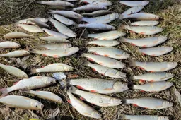 Žvejai gamtosaugininkams Dzūkijoje kliuvo dėl šapalų ir kuojų