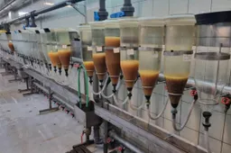 Simne išveisti sykai Lietuvos ežerus pasieks vasarą