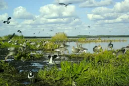 Žuvinte – žąsų festivalis: susirinko apie 10 tūkstančių