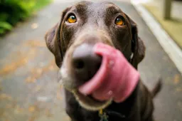 Kada ir kodėl šuniui reikėtų duoti konservus? – tinkamiausi atvejai ir rekomendacijos