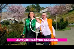 Alytuje jau žydi sakuros