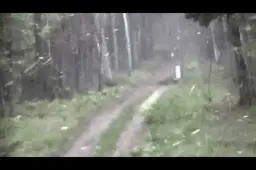 Čepkelių rezervate prie sienos su Baltarusija siautė stiprus viesulas /VIDEO