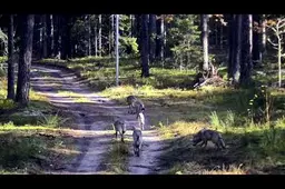 Iš Baltarusijos į Lietuvą per Čepkelių raistą atėjo devynių vilkų gauja