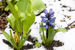 Sinoptikė žada pavasarišką savaitgalį: temperatūra šoktels iki 10–11 laipsnių šilumos