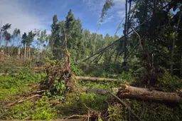 Audros padariniai pietų Lietuvos miškuose: miškininkai skubėjo į pagalbą įstrigusiems stovyklautojams