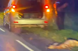 Netoli Takniškių – susidūrimas su stirna: kaip išvengti pavojaus keliuose?