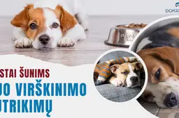 Vaistai šunims nuo virškinimo sutrikimų – Dokrinesa ekspertai įspėja, kada gydyti savarankiškai pavojinga