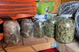 Alytaus policija įtariamojo namuose rado 12 litrų namine degtine užpiltų kanapių