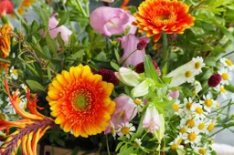 hendrik alting juu6nz3 4ss unsplash