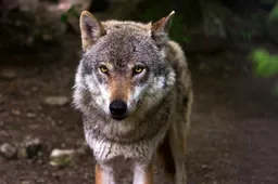wolf 635063 1920