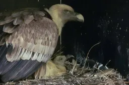 vier tot vijf maanden nadat de kuikens uit hun ei kruipen krijgen de gieren hun eerste vliegles