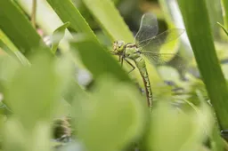 groene glazenmaker op krabbenscheer