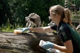 nu de temperaturen blijven stijgen krijgen de dieren in dierenpark amersfoort een ijskoude traktatie voorgeschoteld