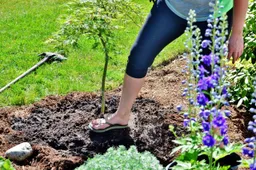 boom planten in de tuin