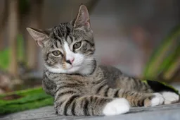 european-shorthair-8267220_1280