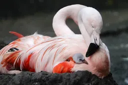 De vogel wordt uitstekend verzorgd door beide ouders