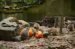 De stokstaartjes liepen nieuwsgierig op de pompoenen af en zochten de beste manier om de insecten te bemachtigen