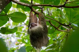 Niet alleen de luiaard, ook de chimpansee, brilbeer en zwartvoetpinguïn krijgen tijdens het evenement extra aandacht