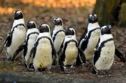 Vandaag, op World Wildlife Day, blijkt dat de bedreigde zwartvoetpinguïn als winnaar uit de bus is gekomen tijdens de Dierenhelden Week in DierenPark Amersfoort