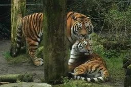 De dieren kunnen goed met elkaar overweg en zoeken elkaar regelmatig op