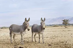 Vanaf juni is er een nieuwe diersoort te bewonderen in DierenPark Amersfoort, de Somalische wilde ezel