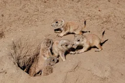 De eerste weken na de geboorte leven de jongen onder de grond, in de gangenstelsels die de prairiehondjes zelf hebben gegraven