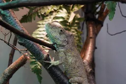 De valse kameleon kan net als een echte kameleon van kleur veranderen, maar krijgt geen felle kleuren.JPG