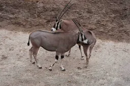 De zesjarige man komt uit een dierenpark in Duitsland. Hij vergezelt de vijfjarige vrouw op de Savanne