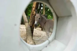 Hopelijk kunnen we in de toekomst ezelsveulens verwelkomen in DierenPark Amersfoort en daarmee bijdragen aan de instandhouding van deze zeer zeldzame soort