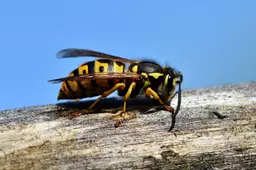 ralphs_fotos-hornet-3336385