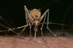 francok35-insects-820484