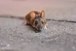 ralphs_fotos-house-mouse-5090096