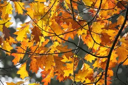herfst-in-nederland