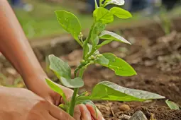 Een jonge boom wordt in de tuin geplant