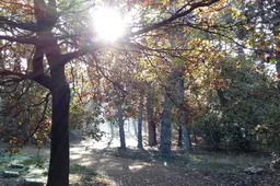 ereveld loenen