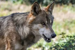 wolf 2 christels pixabay 915x518 1