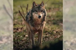 wolf
