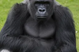 gorilla apenheul