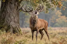 hert bronsttijd