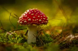 martex5-toadstool-8296596_1920 Pixabay